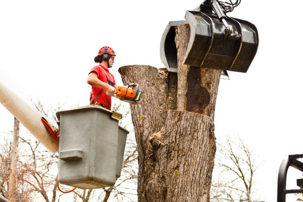 Best Stump Grinding and Removal  in Ferdand, IN